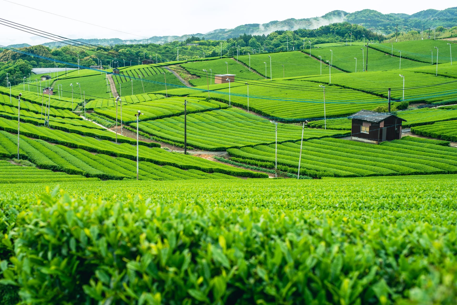 Yame Matcha: Japan's Rising Star in Tea Culture