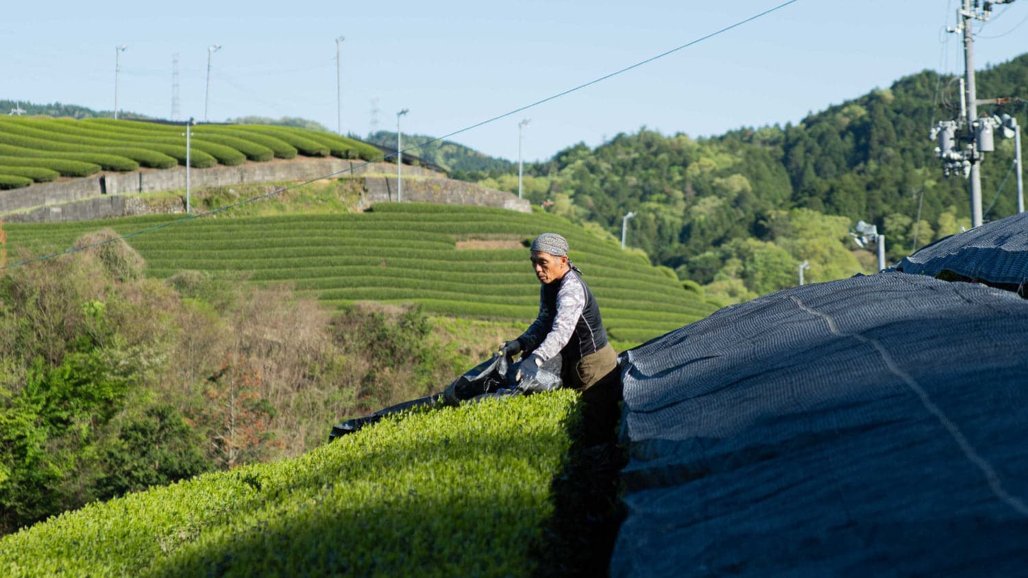 Elevate Your Rituals with Noritual Lab Matcha