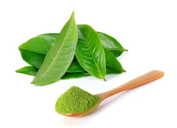 Green Tea Powder: The Superfood Transforming Wellness