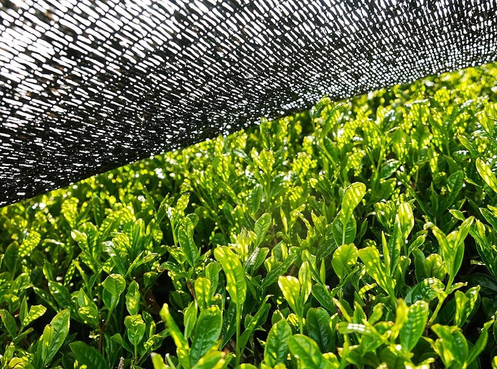 Matcha Plant: The Green Gold Transforming Wellness Trends